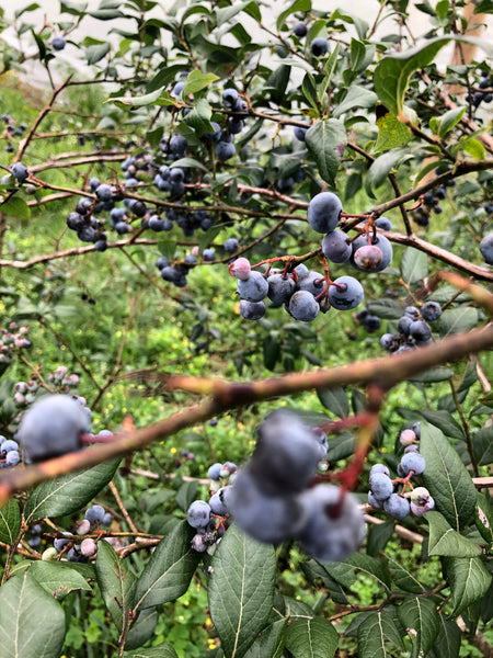 Blueberry Preserves 4oz